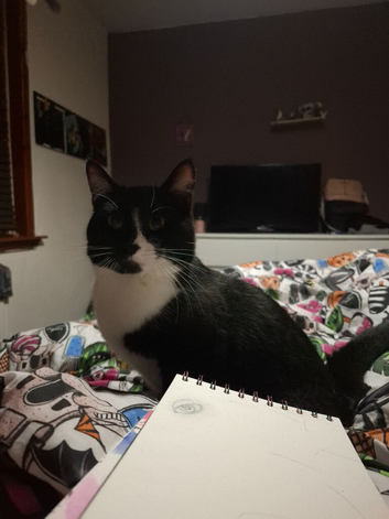 Male tuxedo cat