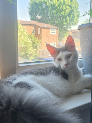 Stunning Pure Maine Coon Kitten