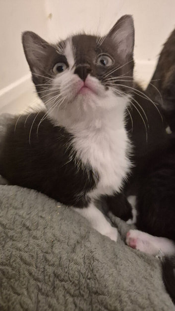 Kittens ready for forever homes