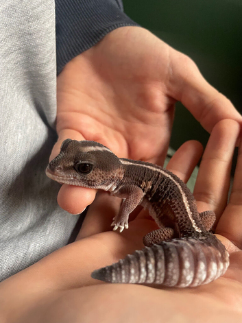 African Fat tailed gecko