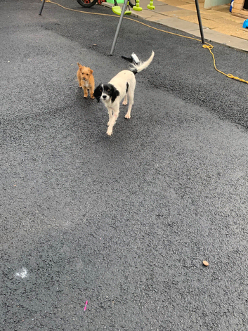 Cocker spaniel