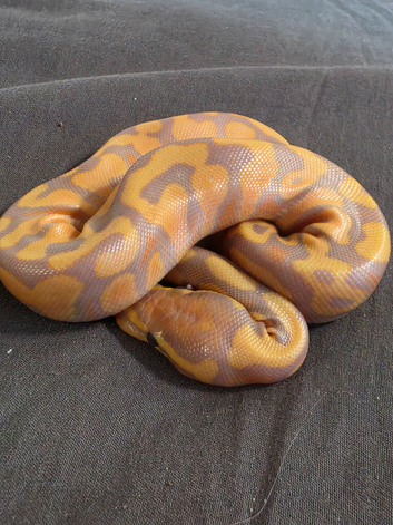 Multiple morphs baby ball pythons