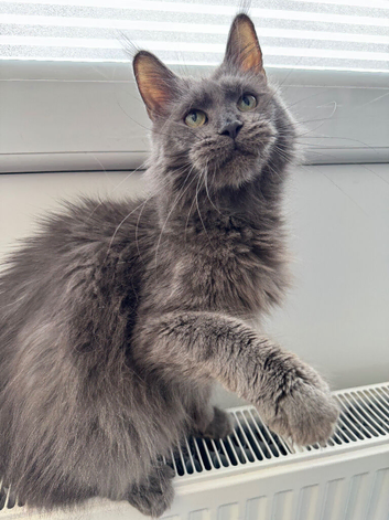 Blue Maine coon boy
