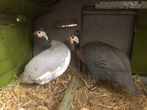 Happy healthy young Guinea fowl