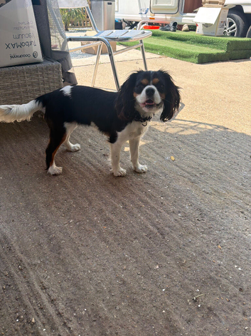 STUD NEEDED (Cavalier King Charles)!!!
