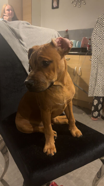 Patterdale cross staffy