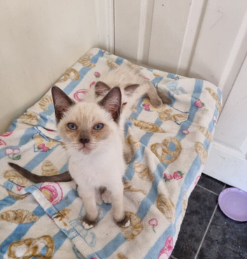 Beautiful ragdoll girl