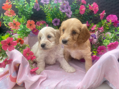 Cockapoo pups