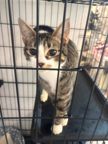 Kitten