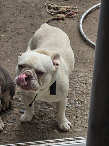 15 month Male frenchie