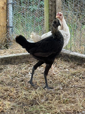Modern game hen