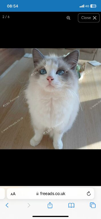 ragdoll female