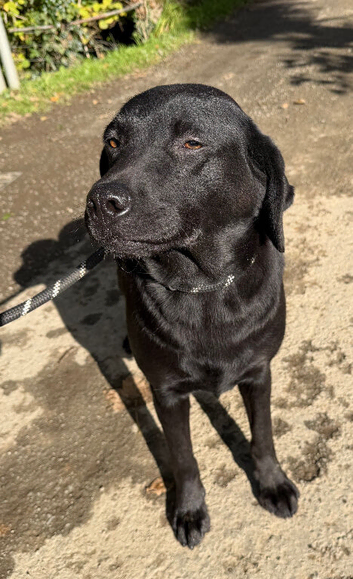 Adult - Kennel Club Registered Labrador Retriever Female