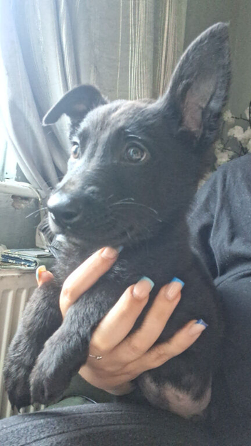 Male pup