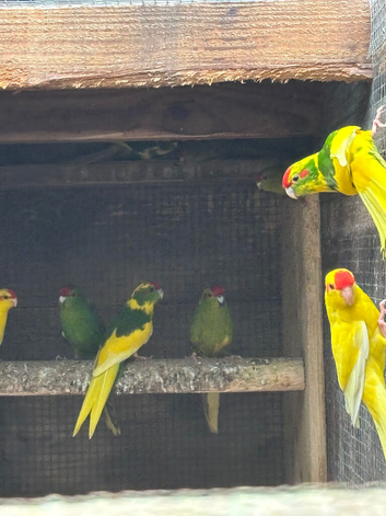 Kakariki for sale