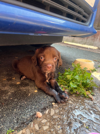 Stunning cocker spaniel puppies
