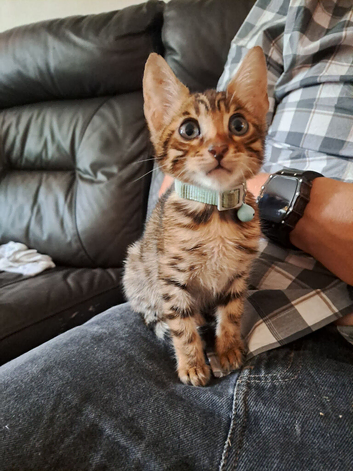 Brown bengal boys