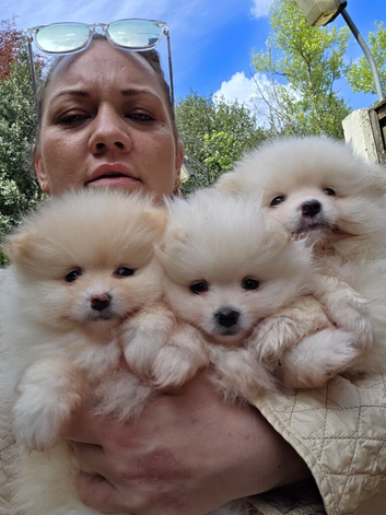 Honey teddy bear