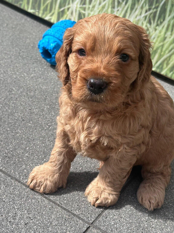 Last boy available