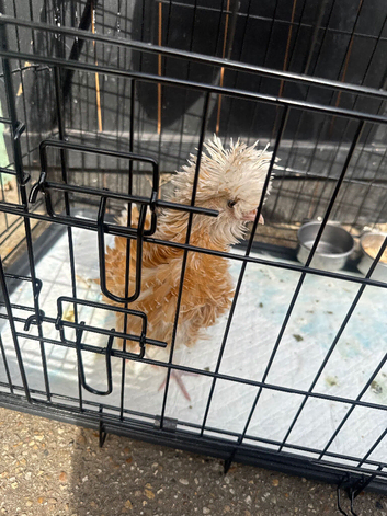 Polish chicken 12 weeks old
