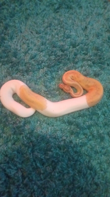 Banana Pied Het Clown