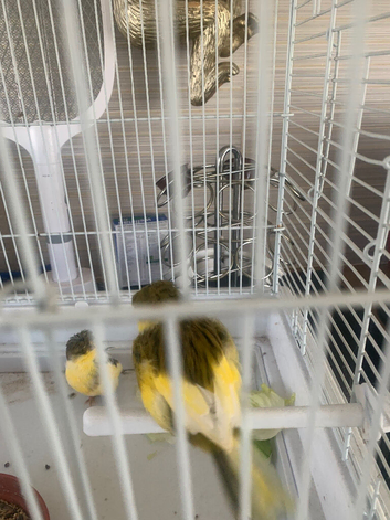 Pair canary