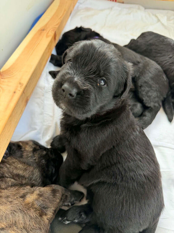 Bouvier des Flanders isle of Man.