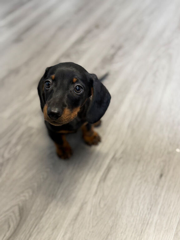 KC MINITURE DACHSHUND BOY