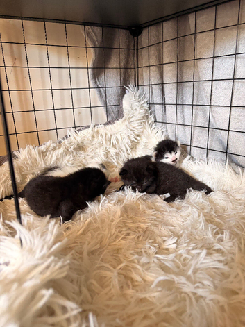 2 girls 1 boys available kitten