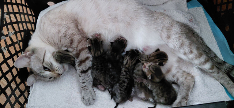 Snow Bengal x kittens