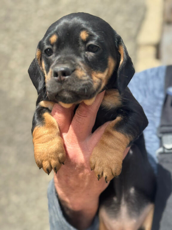 Mini Daschund x Frenchie puppies for sale