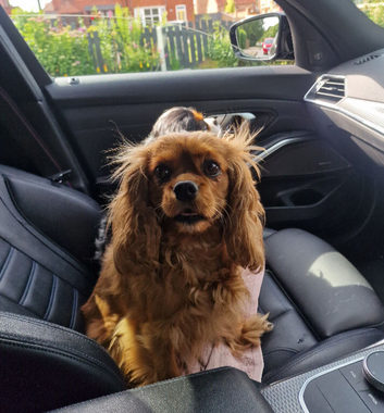 Wilma 4 year old ruby king Charles Spaniel