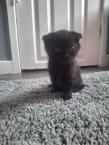 Half ragdoll kitten
