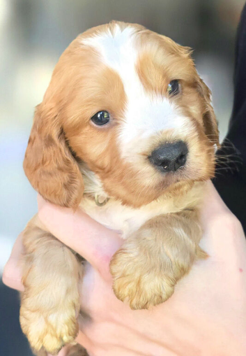 Adorable Cocker Spaniel Puppies