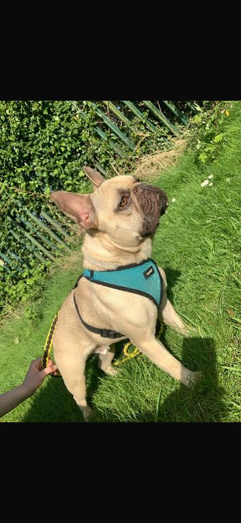 3Yr old Frenchie Looking for his forever home