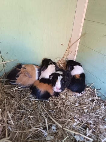 4 baby guinea pigs