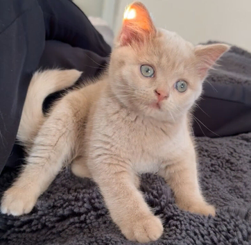 Cream British shorthair kitten