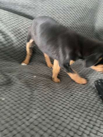 Rottweiler cross boxer