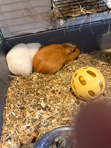 Guinea pigs