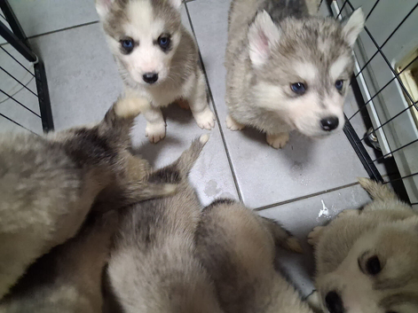 Siberian huskys