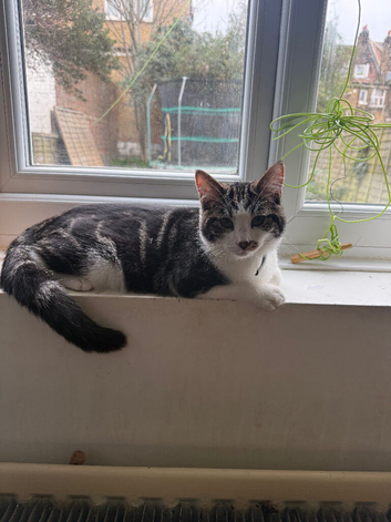 Kitten