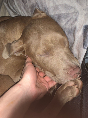 Gorgeous female am staff x bull mastiff