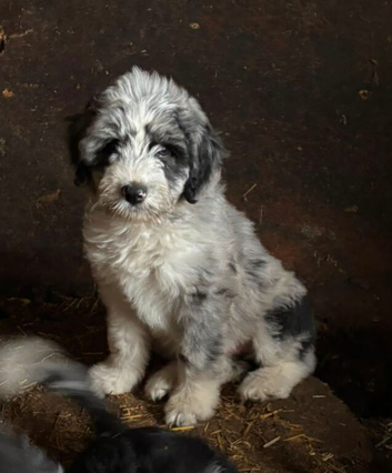 Borderdoodle Puppies