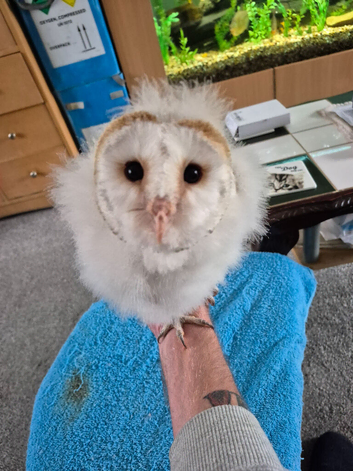 Young barn owl