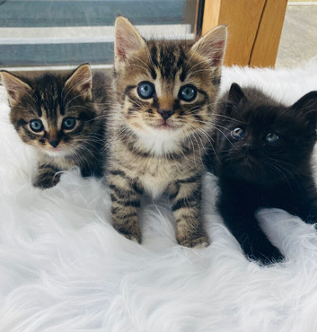 British long hair mix kittens