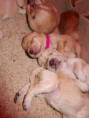 F1 GOLDEN DOODLE PUPPIES
