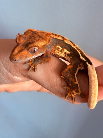 Baby Crested Geckos