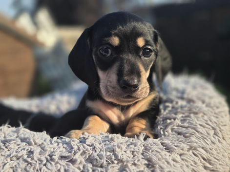Black and cream mini dachshunds