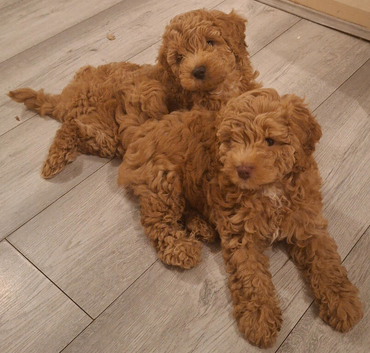 Beautiful F1b Male Cockapoo