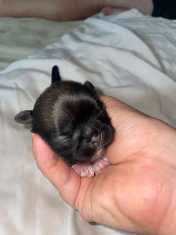 SHIH TZU PUPPIES LOOKING FOR LOVING HOMES